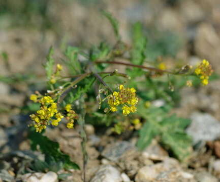 Image de Rorippa palustris subsp. hispida (Desv.) Jonsell