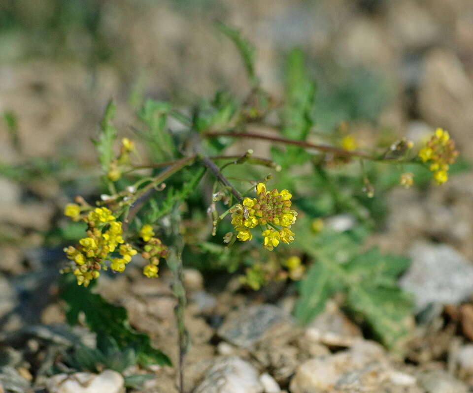 Rorippa palustris subsp. hispida (Desv.) Jonsell的圖片