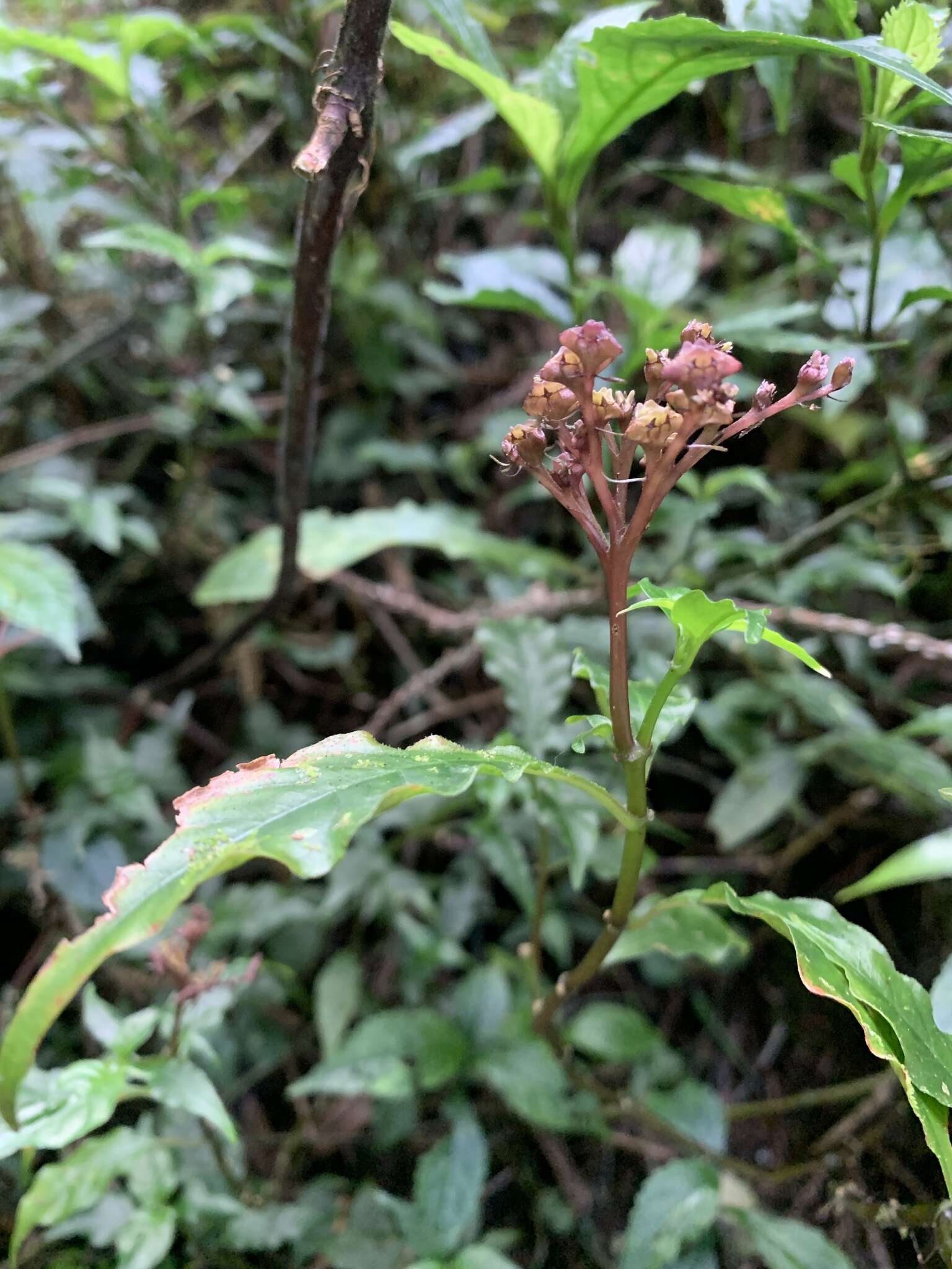 Plancia ëd Ophiorrhiza japonica Blume