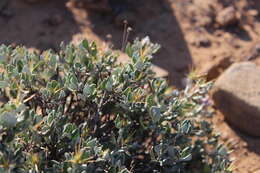 Image of Macledium spinosum (L.) S. Ortiz