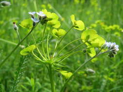 Image of Cypress Spurge