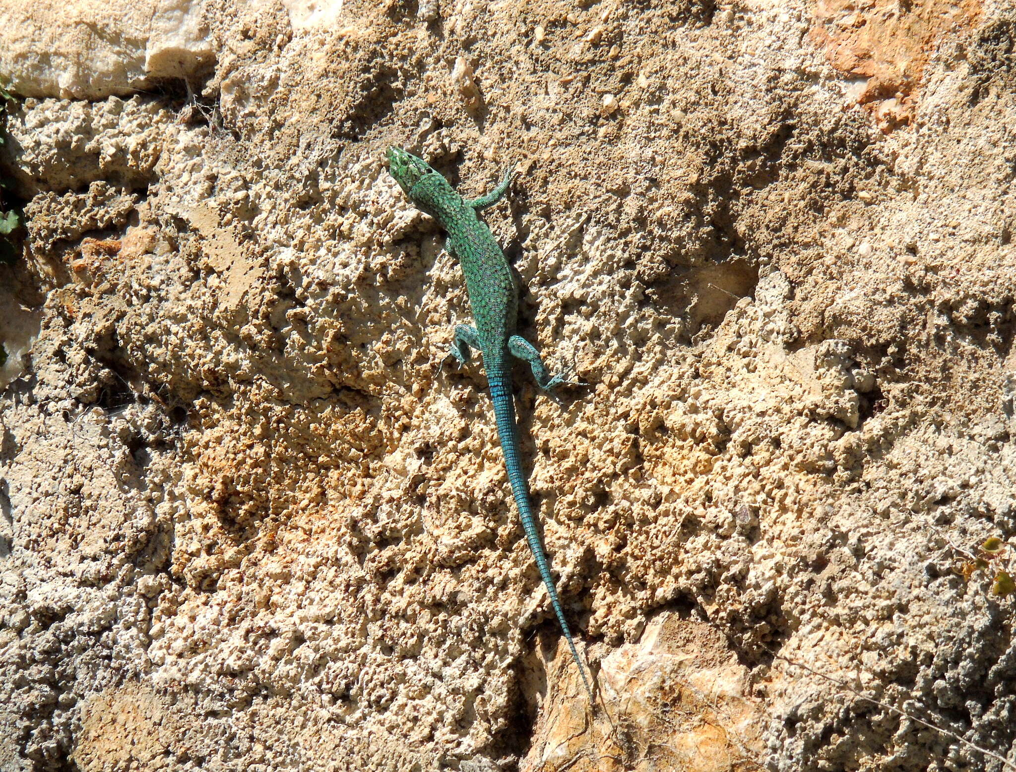 Image of Sharp-snouted Rock Lizard