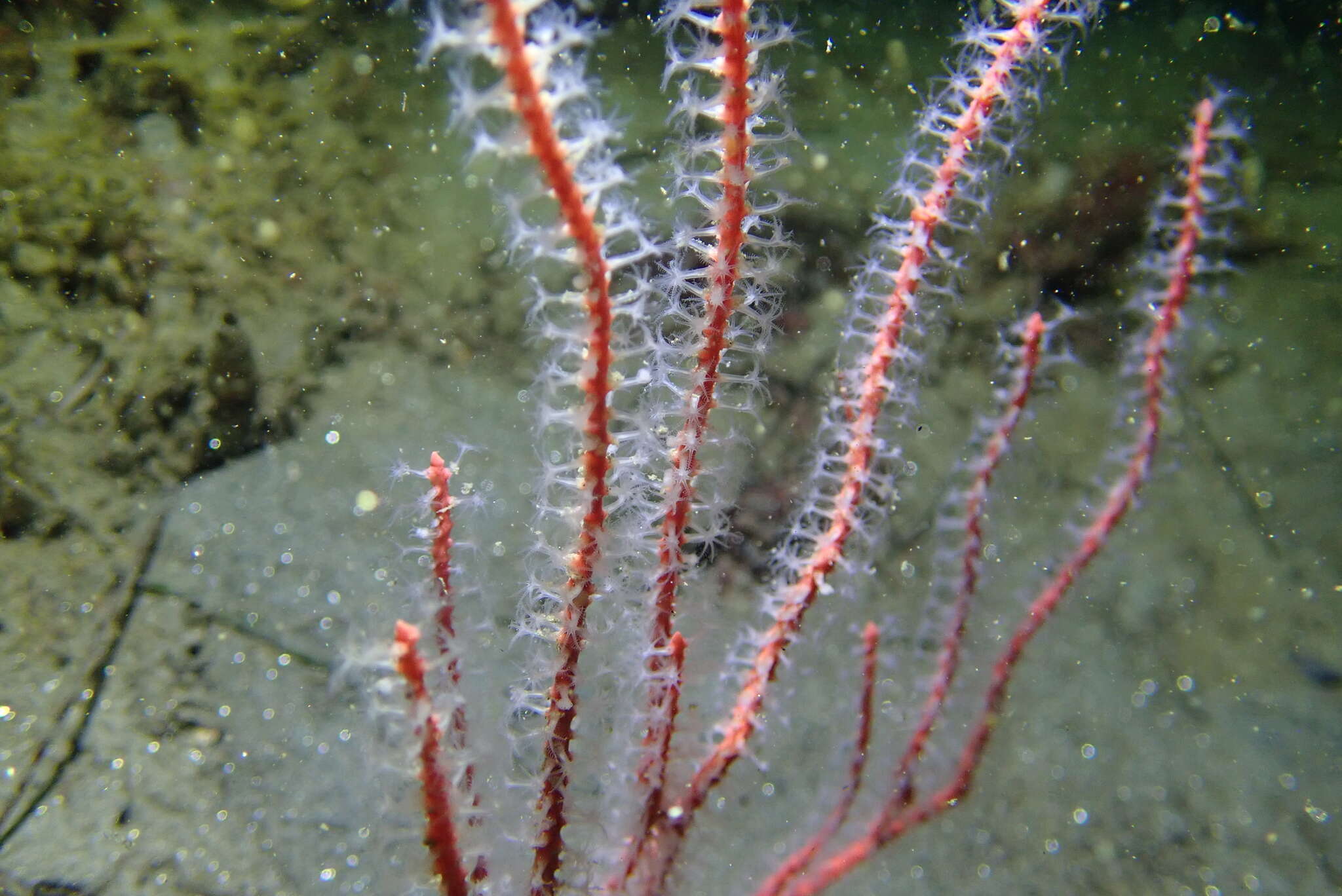 Image of carmine sea spray