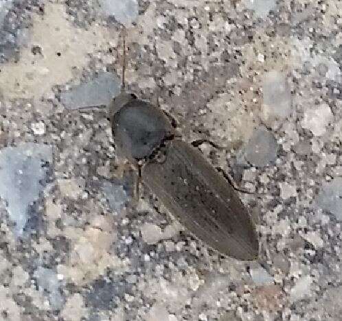 Image of Lined Click Beetle