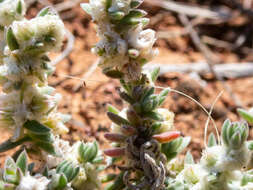 Image of Maireana sclerolaenoides (F. Müll.) P. G. Wilson