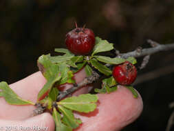 Hesperomeles cuneata Lindl.的圖片