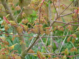 Image of Fullmoon Maple