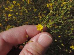 Image of broomweed