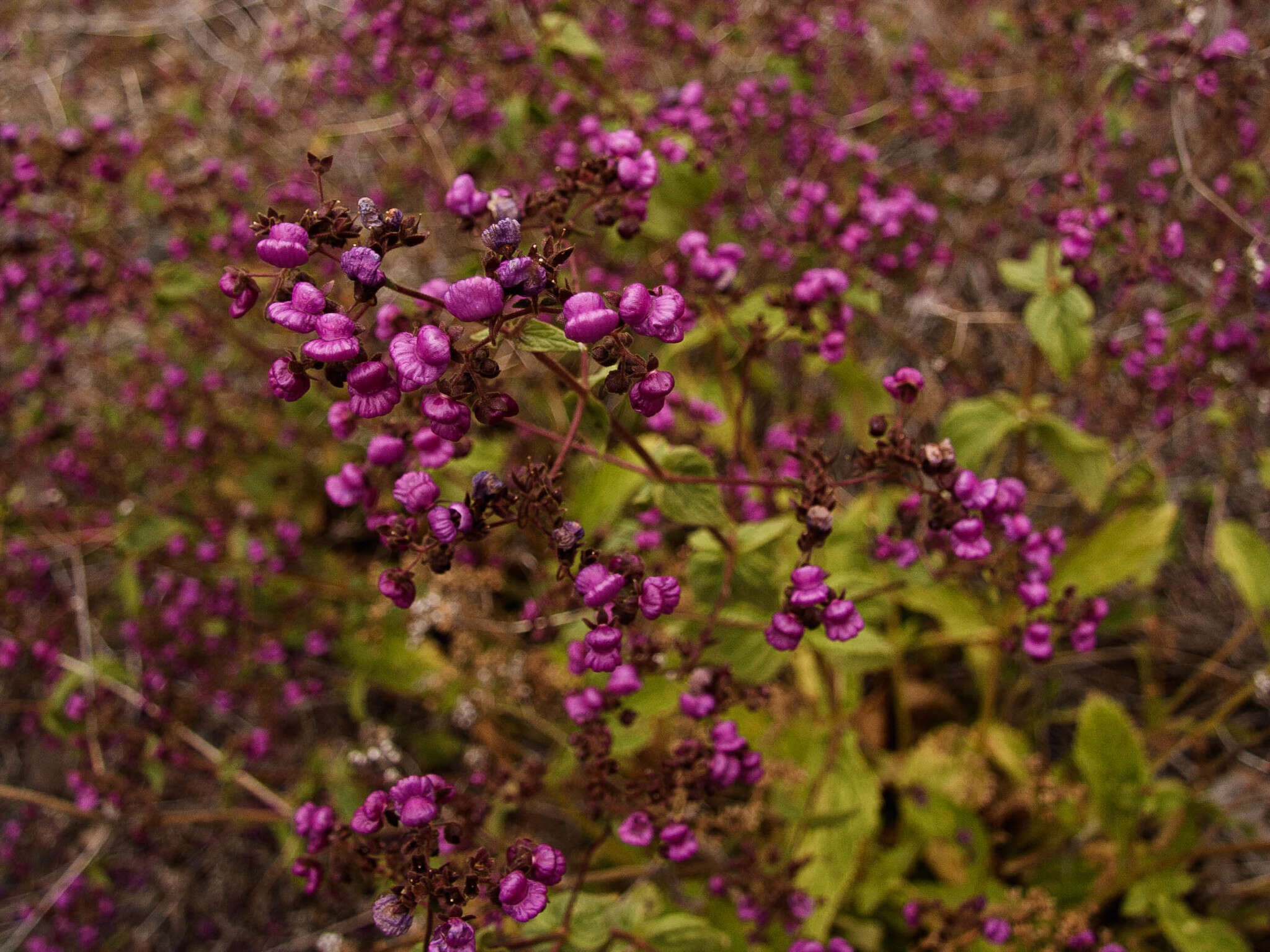 Image of Calceolaria purpurea R. Grah.