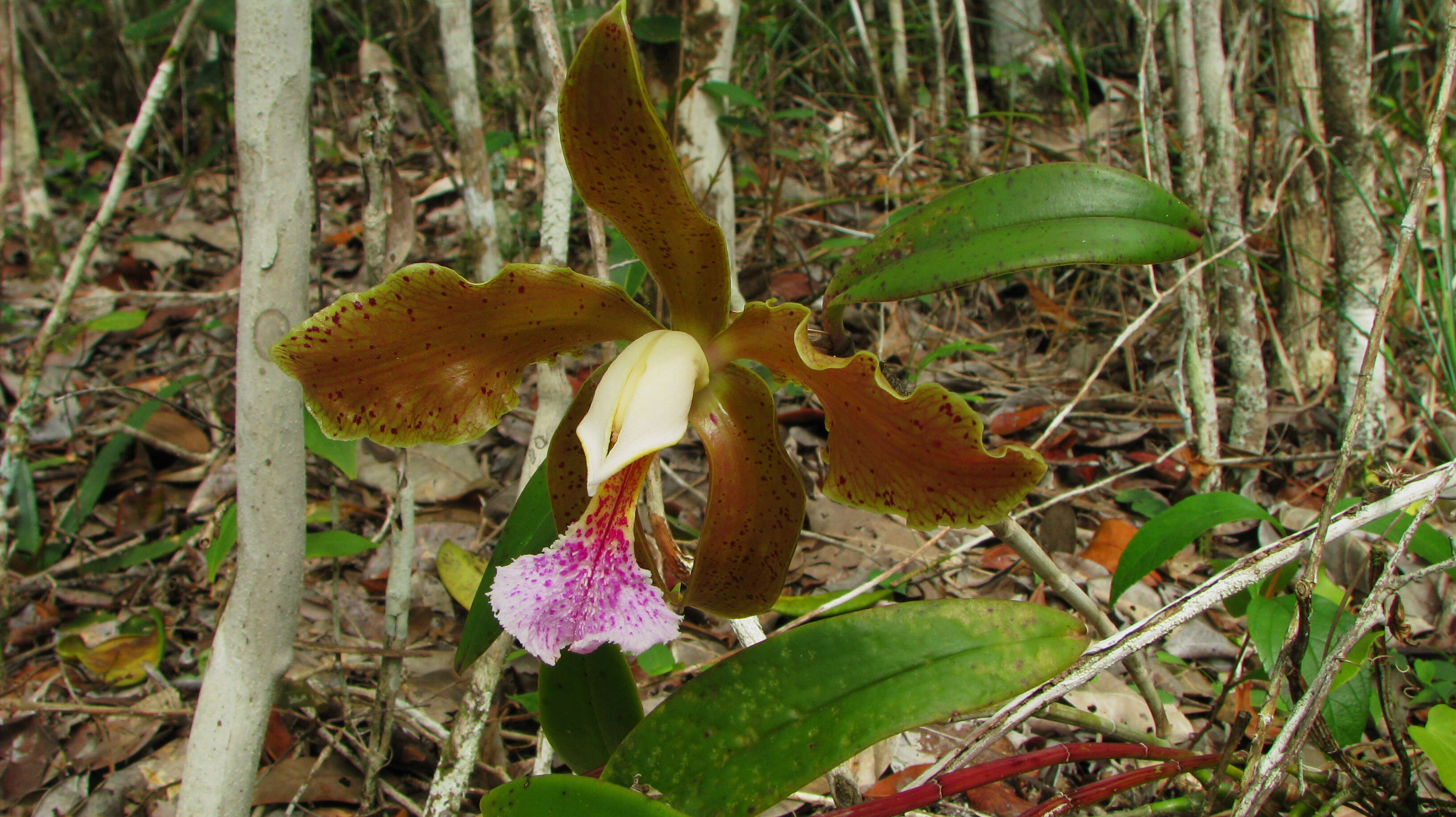 Image of Cattleya granulosa Lindl.