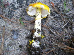 Image of Amanita flavoconia G. F. Atk. 1902