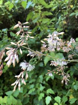 Image of macleaya