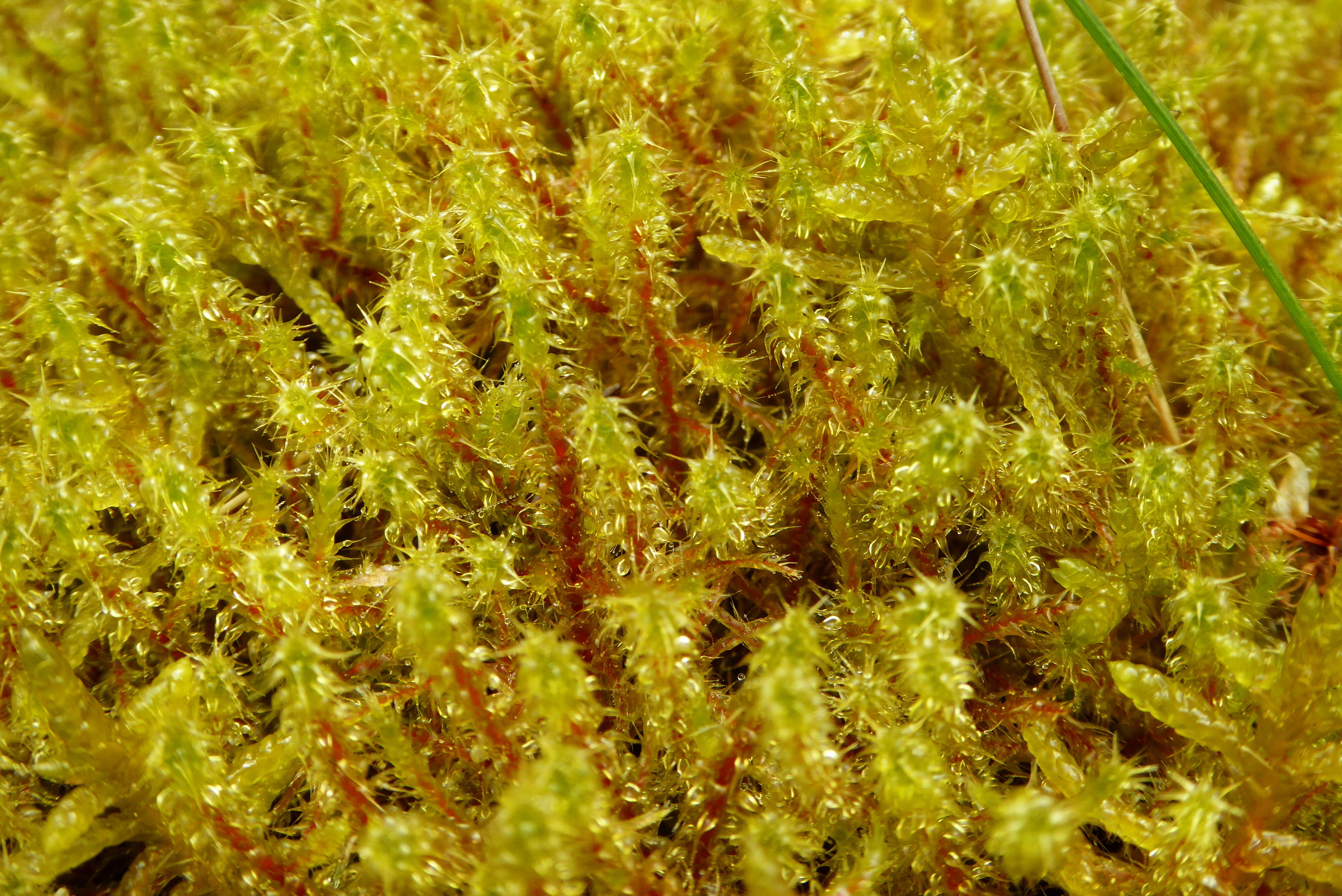 Image of square goose neck moss