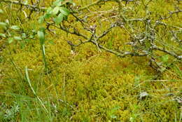 Image of square goose neck moss