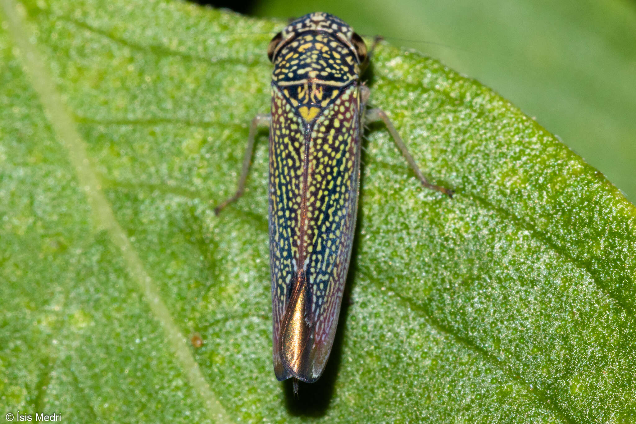 Image of Macugonalia cavifrons (Stal 1862)