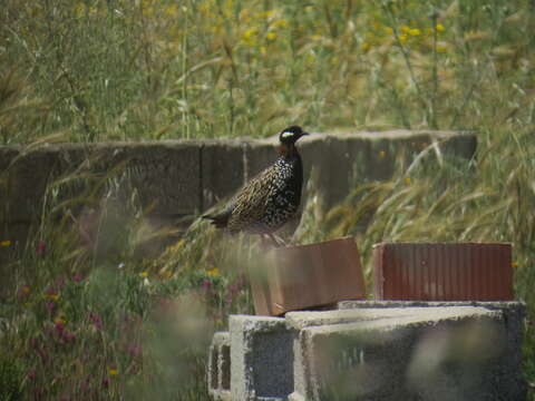 Image of Black Francolin