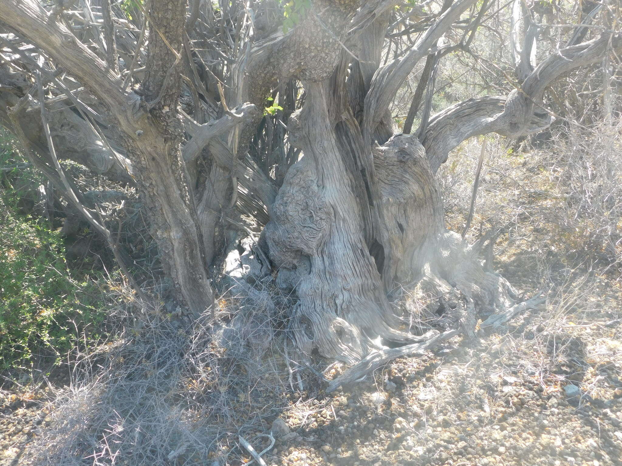 Image de Aralia scopulorum Brandegee