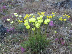 Image of Papaver lapponicum subsp. orientale Tolm.