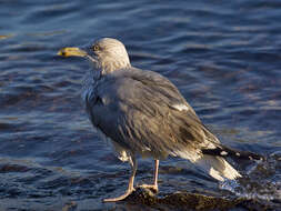 Image of European Herring Gull