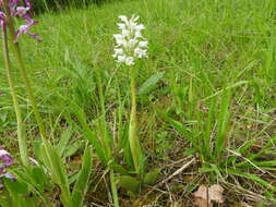 Image of Military orchid