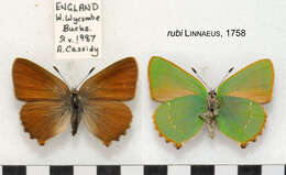 Plancia ëd Callophrys rubi (Linnaeus 1758)