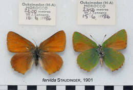 Plancia ëd Callophrys rubi (Linnaeus 1758)