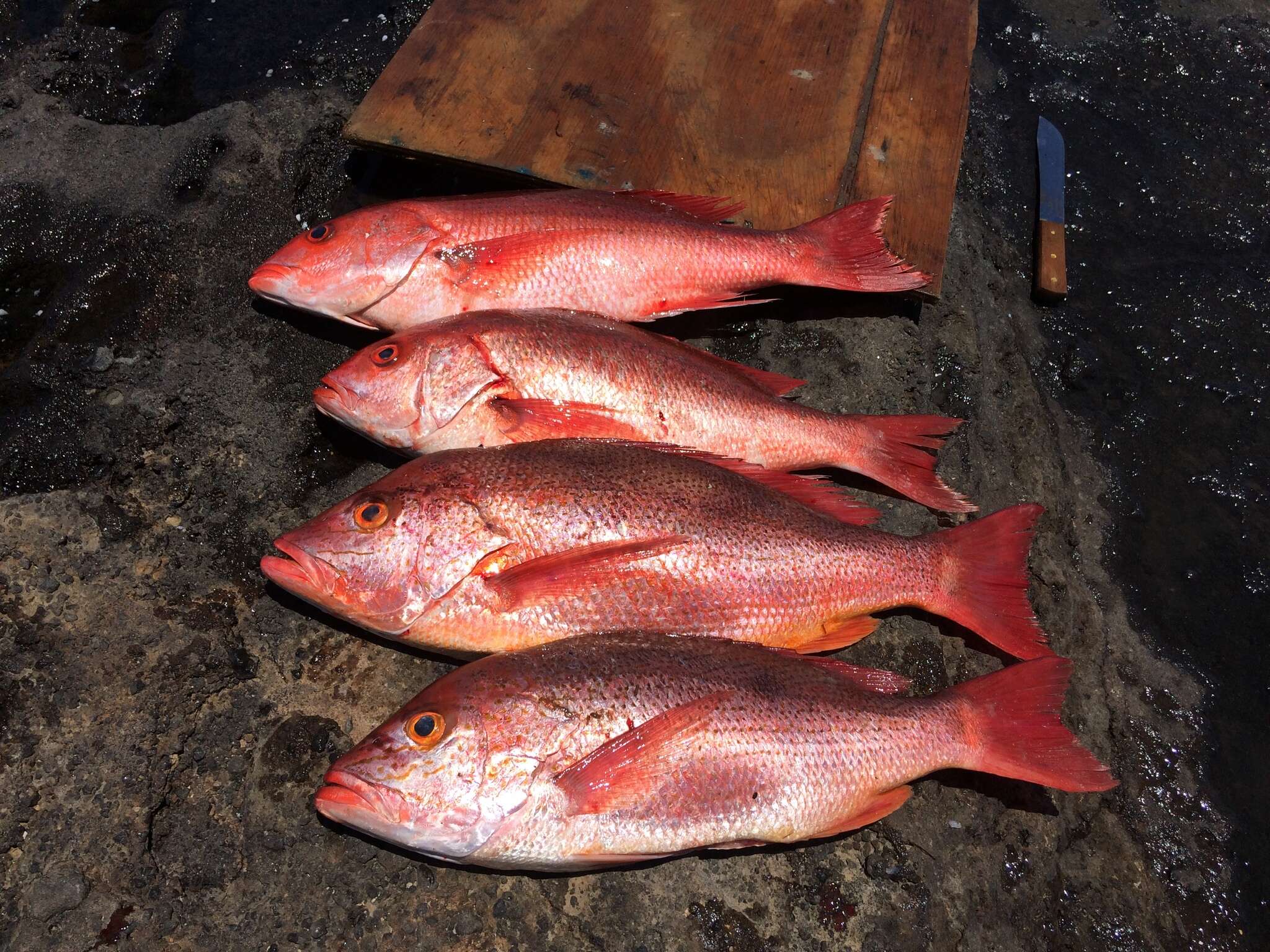 Image of Pacific red snapper