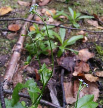 Image de Myosotis laxa subsp. cespitosa (C. F. Schultz) Nordh.