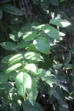 Image of alpine clubrush