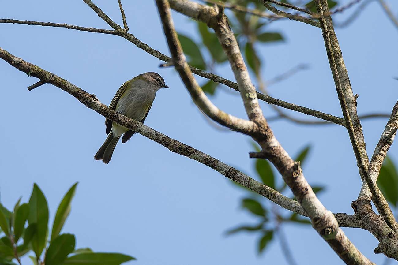 Image of Gray-capped Tyrannulet