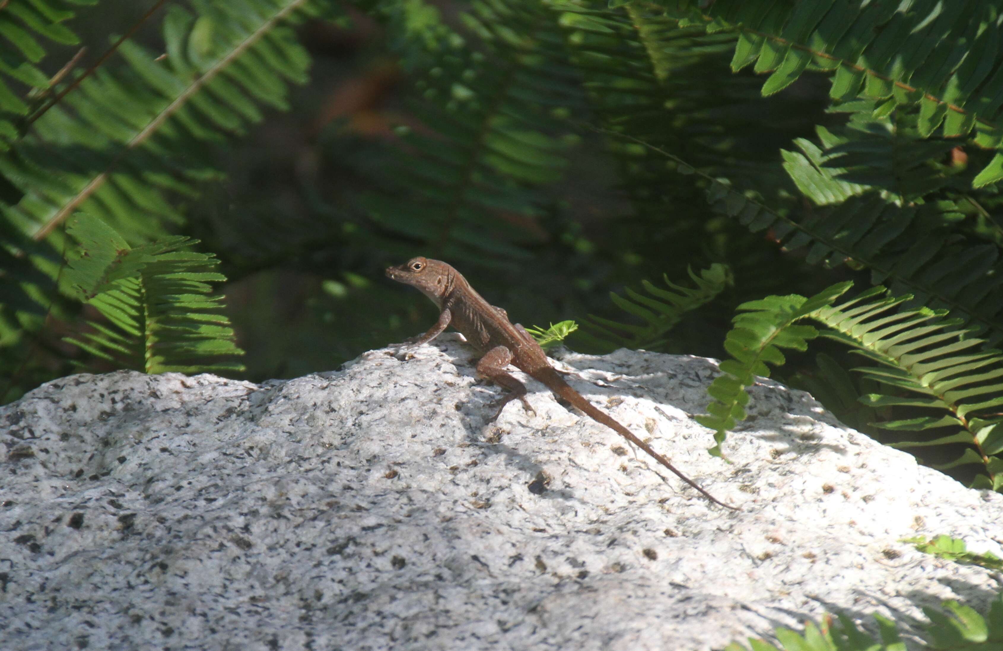 Image of Puerto Rican Crested Anole