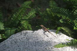 Image of Puerto Rican Crested Anole