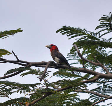 Image of Brown-breasted Barbet