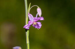 Image of Dichopogon