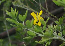 Image of leafy broom