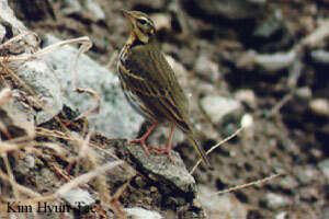 Image of Olive-backed Pipit