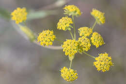 Bupleurum americanum Coult. & Rose resmi