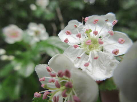 Image of Midland Hawthorn