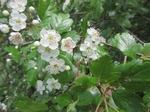 Image of Midland Hawthorn