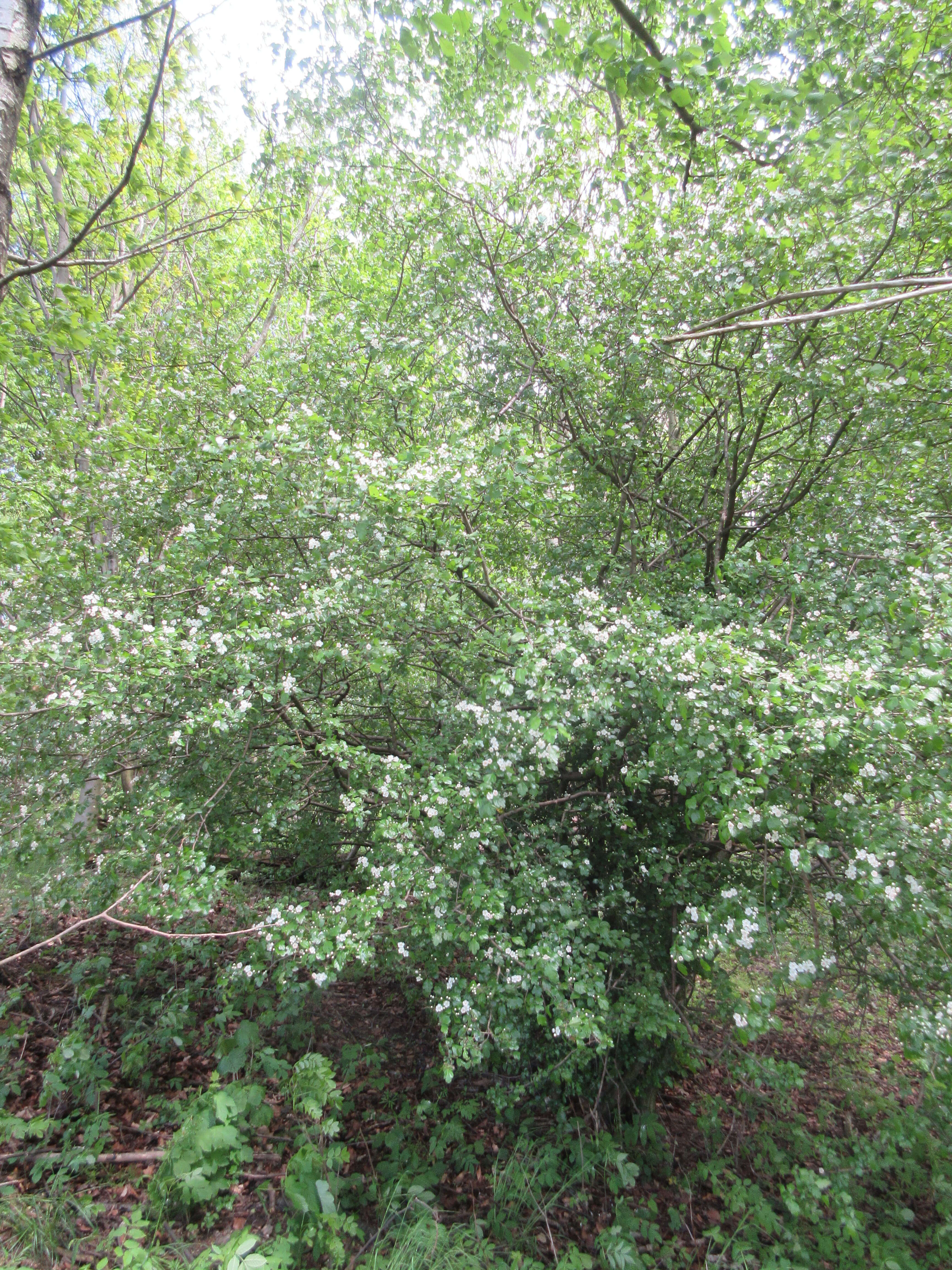 Image of Midland Hawthorn