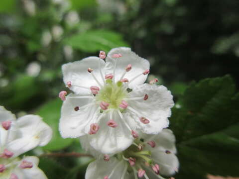 Image of Midland Hawthorn