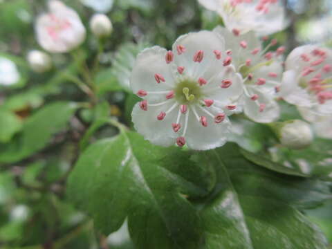 Image of Midland Hawthorn