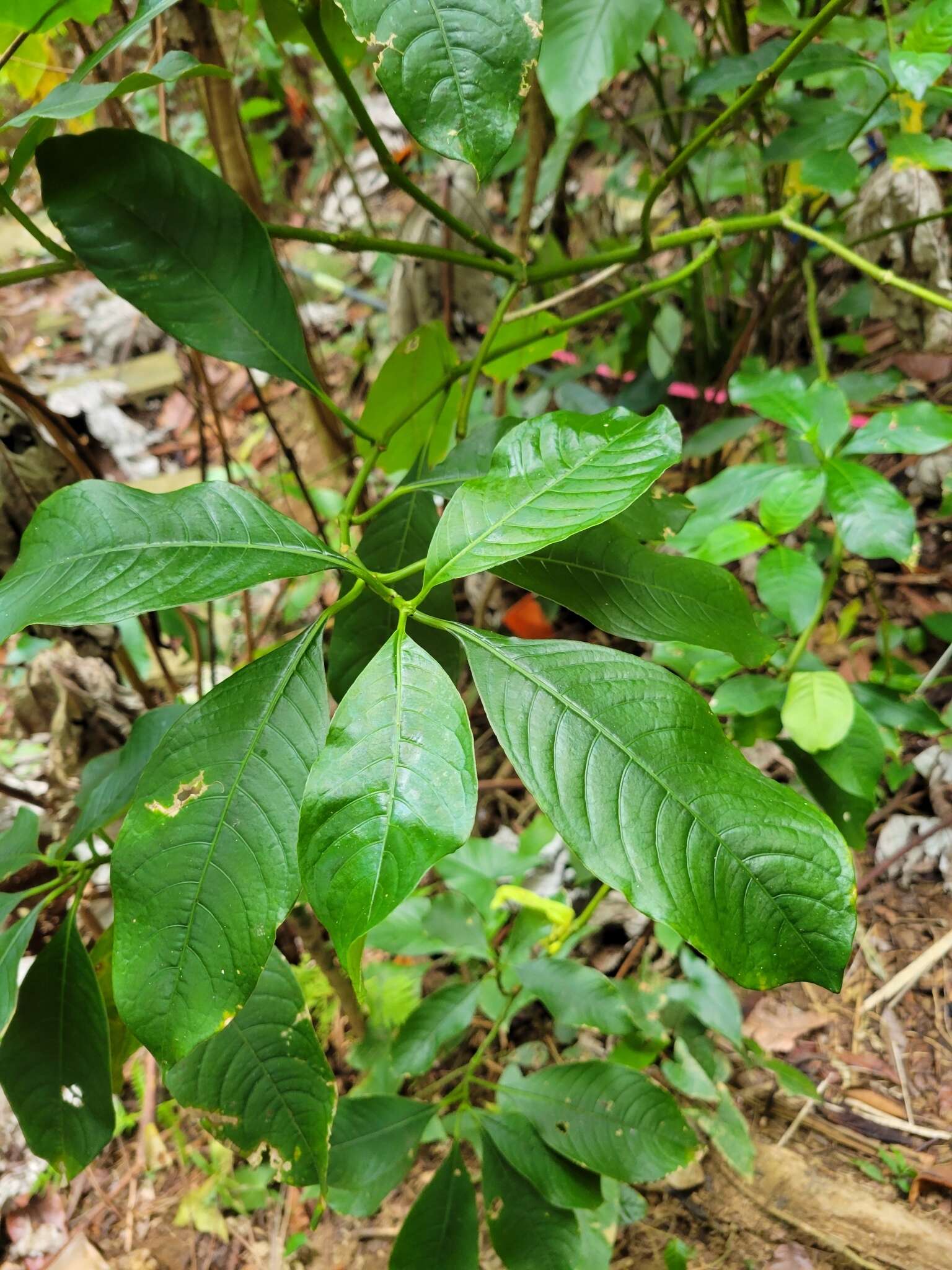 صورة Palicourea brachiata (Sw.) Borhidi