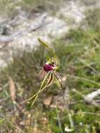 Image of Green comb spider orchid