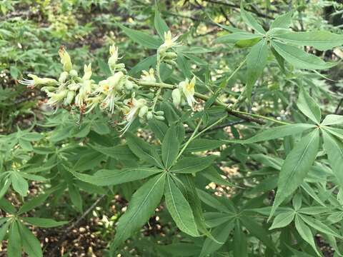 Imagem de Aesculus glabra var. arguta (Raf.) B. L. Robins.