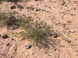 Image of Albuquerque prairie clover