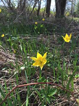 Image of Wild tulip