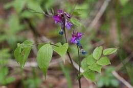 Image of spring pea