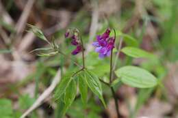 Image of spring pea