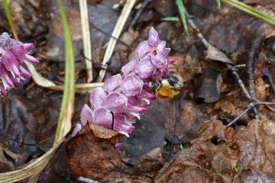 Слика од Lathraea squamaria L.